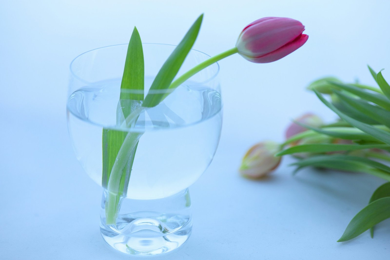 a single flower in a glass of water