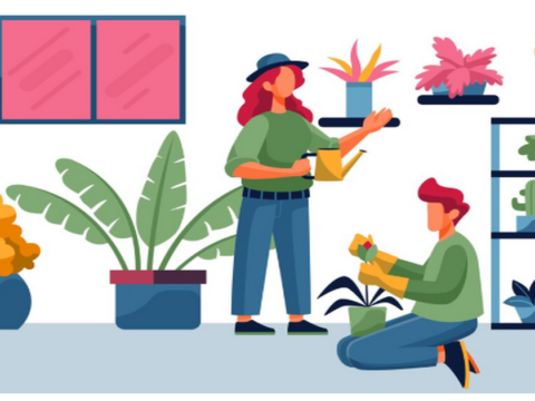 Choose the Right Indoor Plants for Any Room